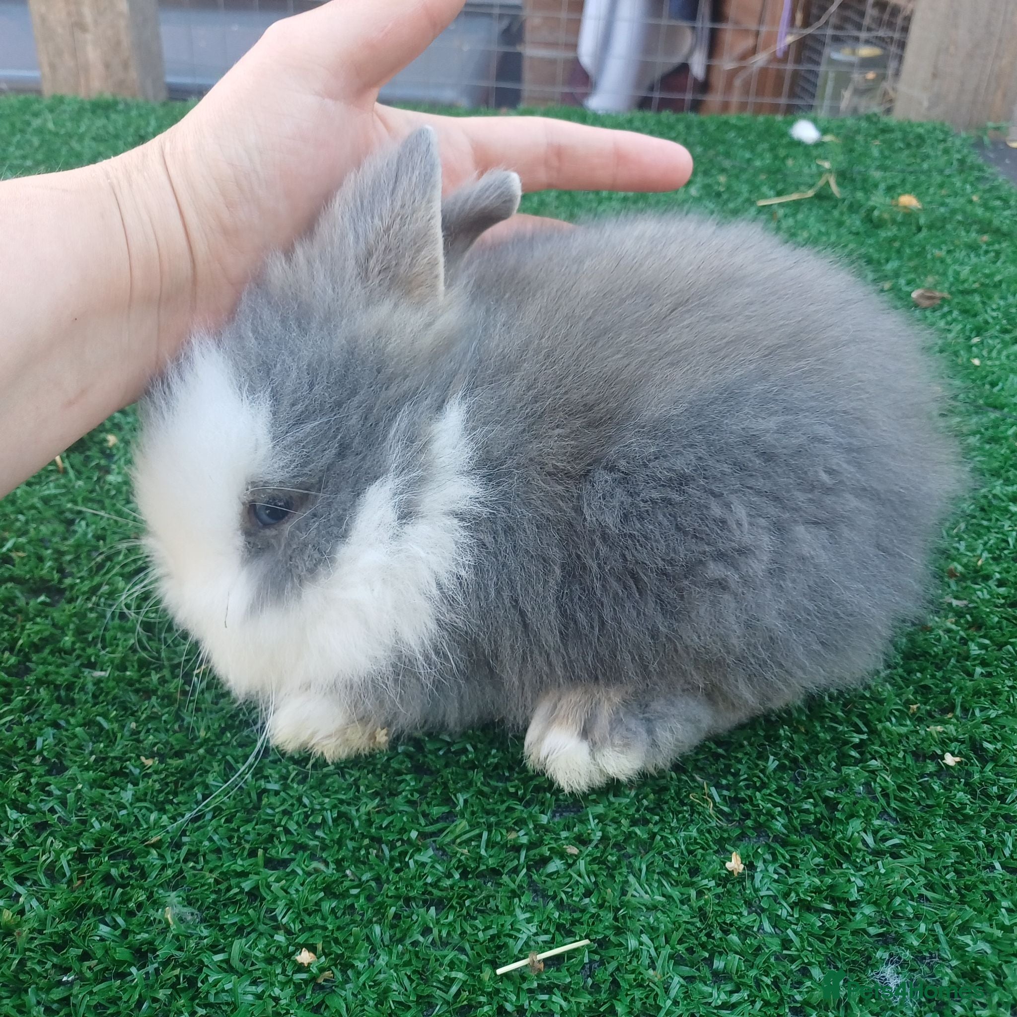 Lionhead rabbits Baby lionhead rabbits  - Advert 15