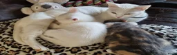 Mixed Breed cats for sale: Pretty kittens looking for loving homes  - Advert 4