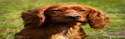 Cocker Spaniel dogs for sale: Kc Health Tested Working Cocker Pups - Advert 6