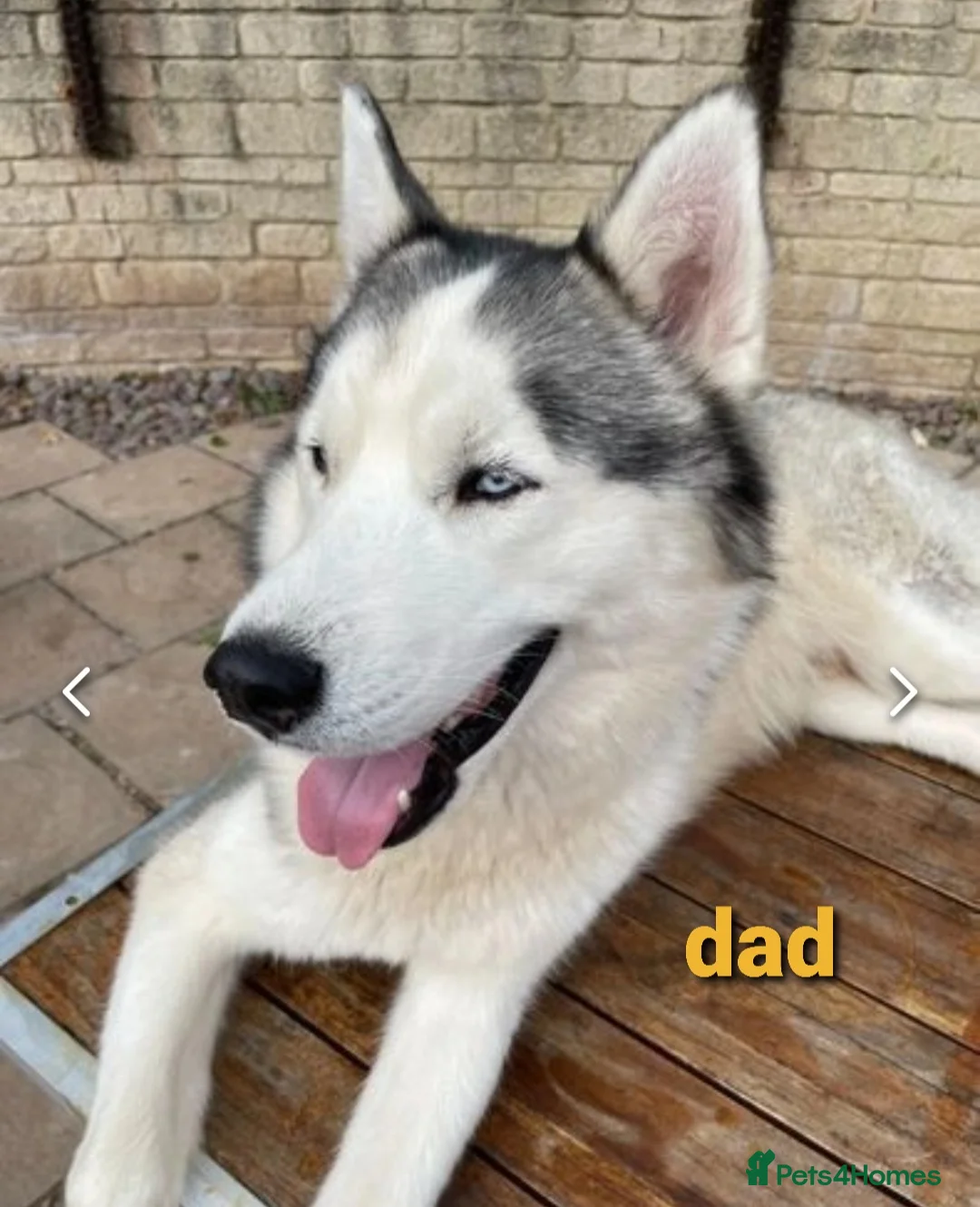 Siberian Husky dogs for stud: Siberian Husky - produces large litters in Cheltenham - Advert 9