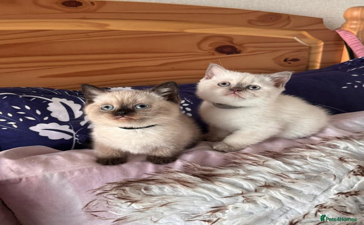 British Shorthair cats - Advert 9