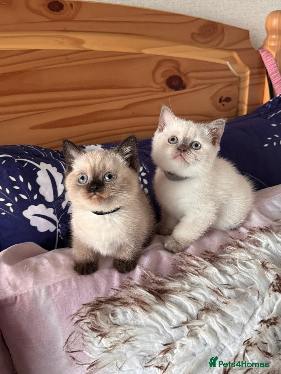 British Shorthair cats for sale: 2 beautiful BritishShorthair Colourpointed❤️‍🔥💝  - Image 1