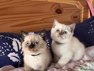 British Shorthair cats - Advert 6