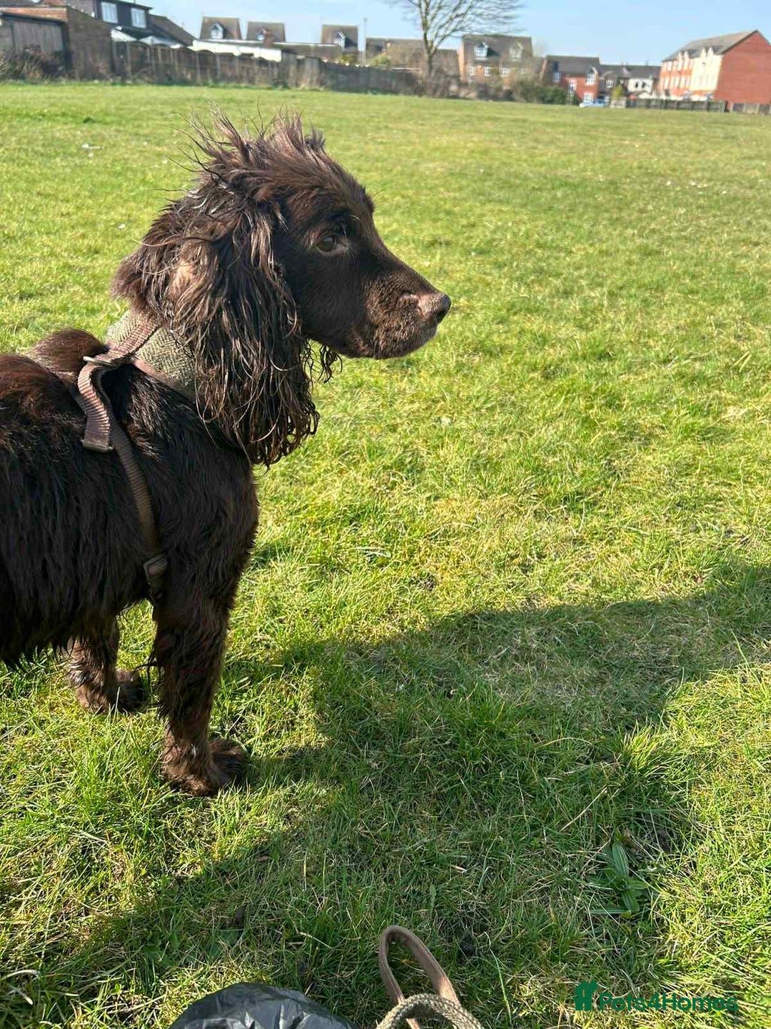 Cocker Spaniel dogs for sale: Cocker spaniel puppies  - Advert 1