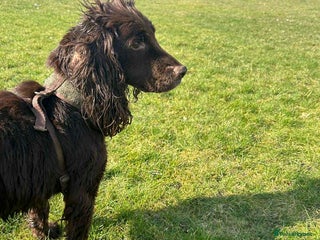 Cocker Spaniel dogs Cocker spaniel puppies - Advert 1