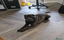Shar Pei dogs for stud: Black Shar pei for stud - Image 2