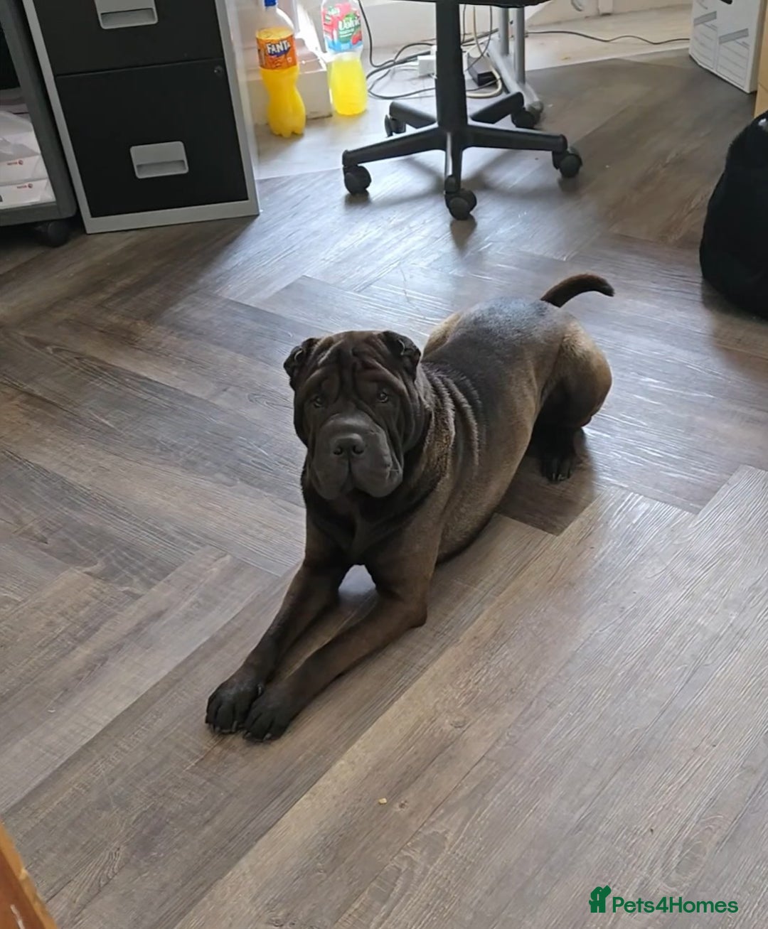 Shar Pei dogs for stud: Black Shar pei for stud - Image 2
