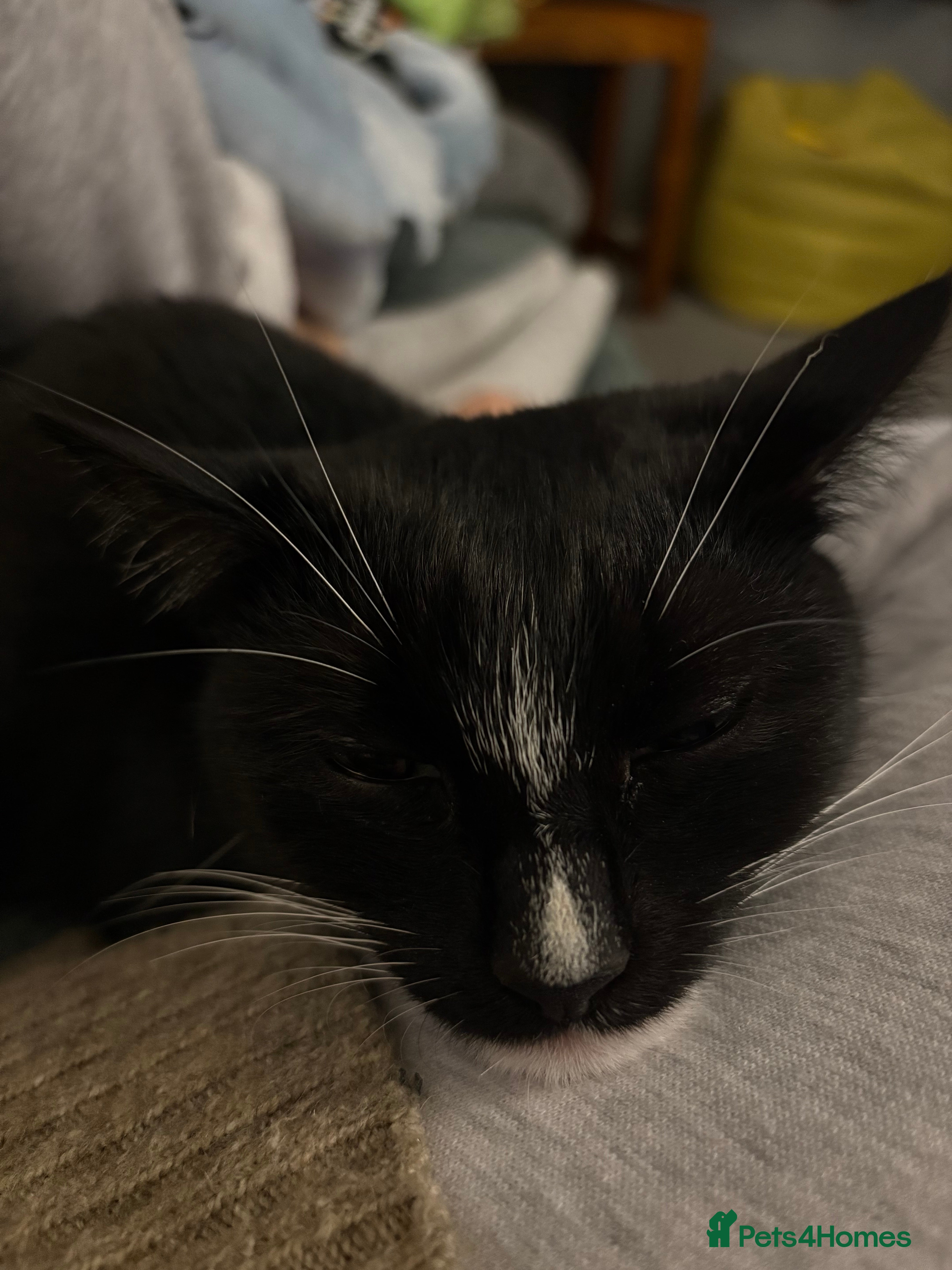 Mixed Breed cats Black and white cat  - Advert 2