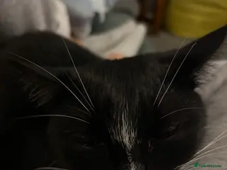 Mixed Breed cats Black and white cat - Advert 7