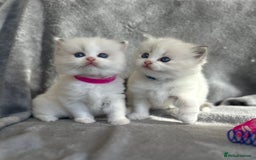Ragdoll cats for sale: Beautiful Blue Tabby Ragdoll Fur Babies  - Image 1