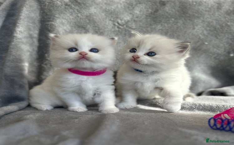 Ragdoll cats - Advert 13