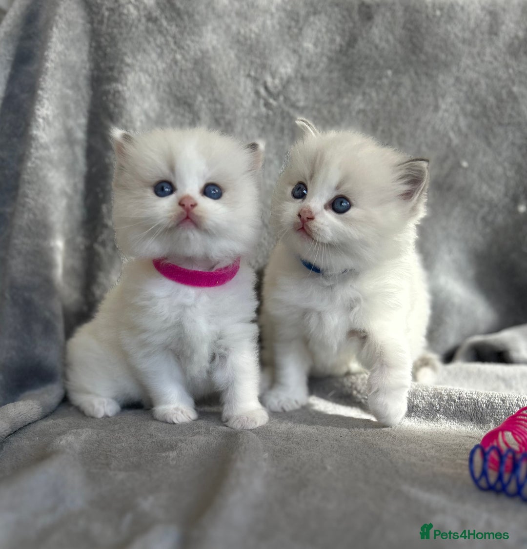 Ragdoll cats for sale: Beautiful Blue Tabby Ragdoll Fur Babies  - Image 1