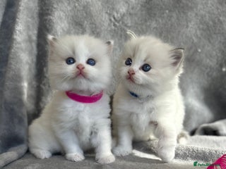 Ragdoll cats - Advert 2