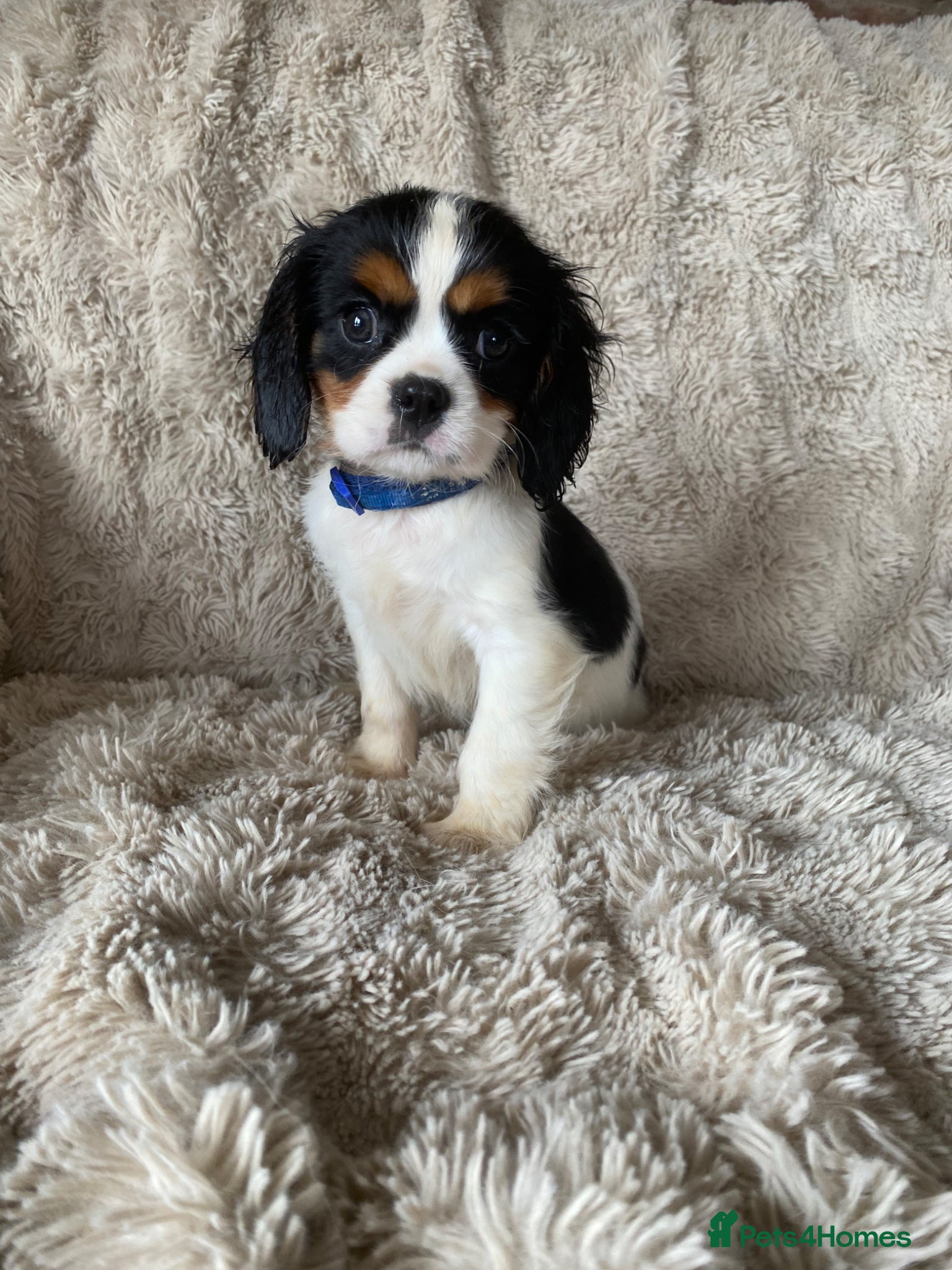 Cavalier King Charles Spaniel dogs Cavalier King Charles puppies - Advert 2