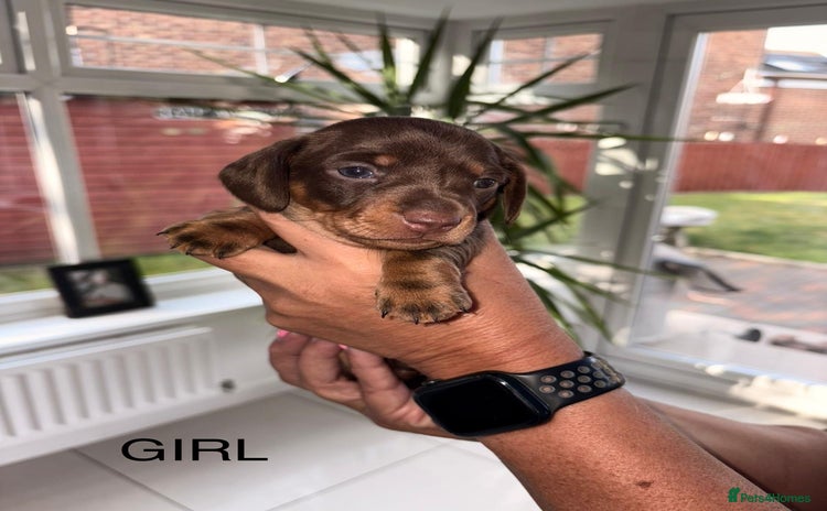 Dachshund dogs - Advert 2