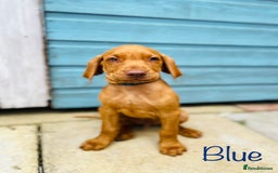 Hungarian Vizsla dogs for sale: KC registered hungarian vizsla puppies - Image 4