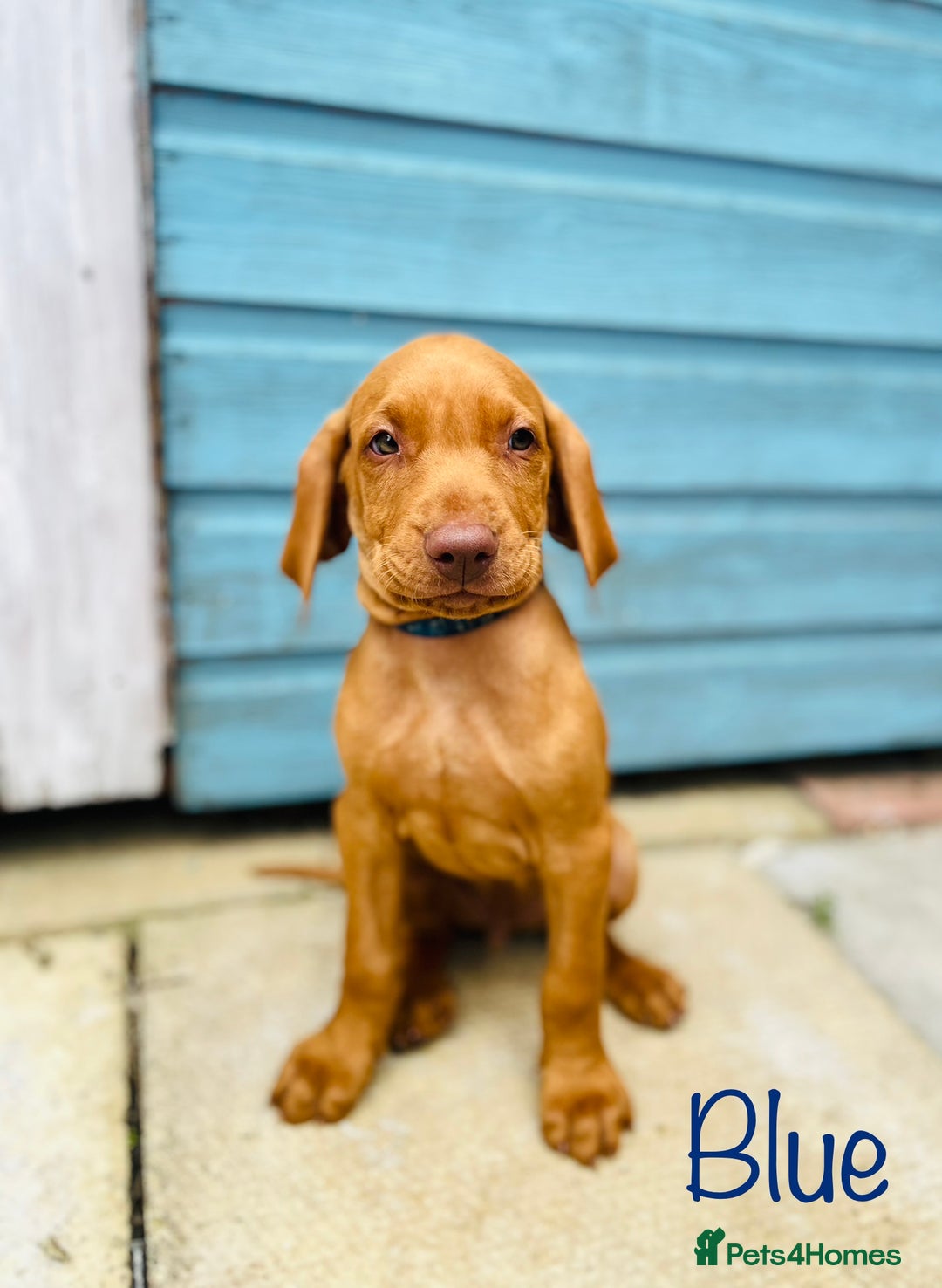Hungarian Vizsla dogs for sale: KC registered hungarian vizsla puppies - Image 4