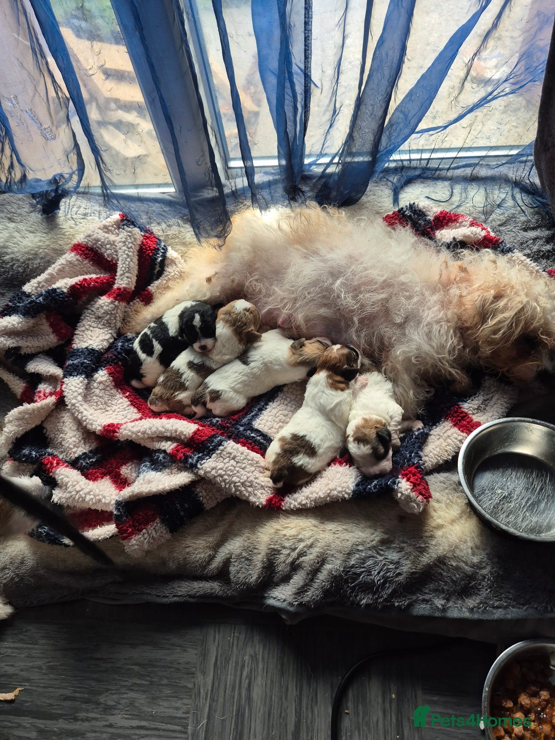 Mixed Breed dogs for sale: Puppies  - Advert 11