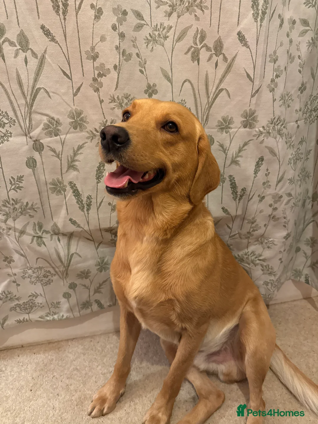 Labrador Retriever dogs for sale: Fox red Irish Labrador for loving family - Advert 14