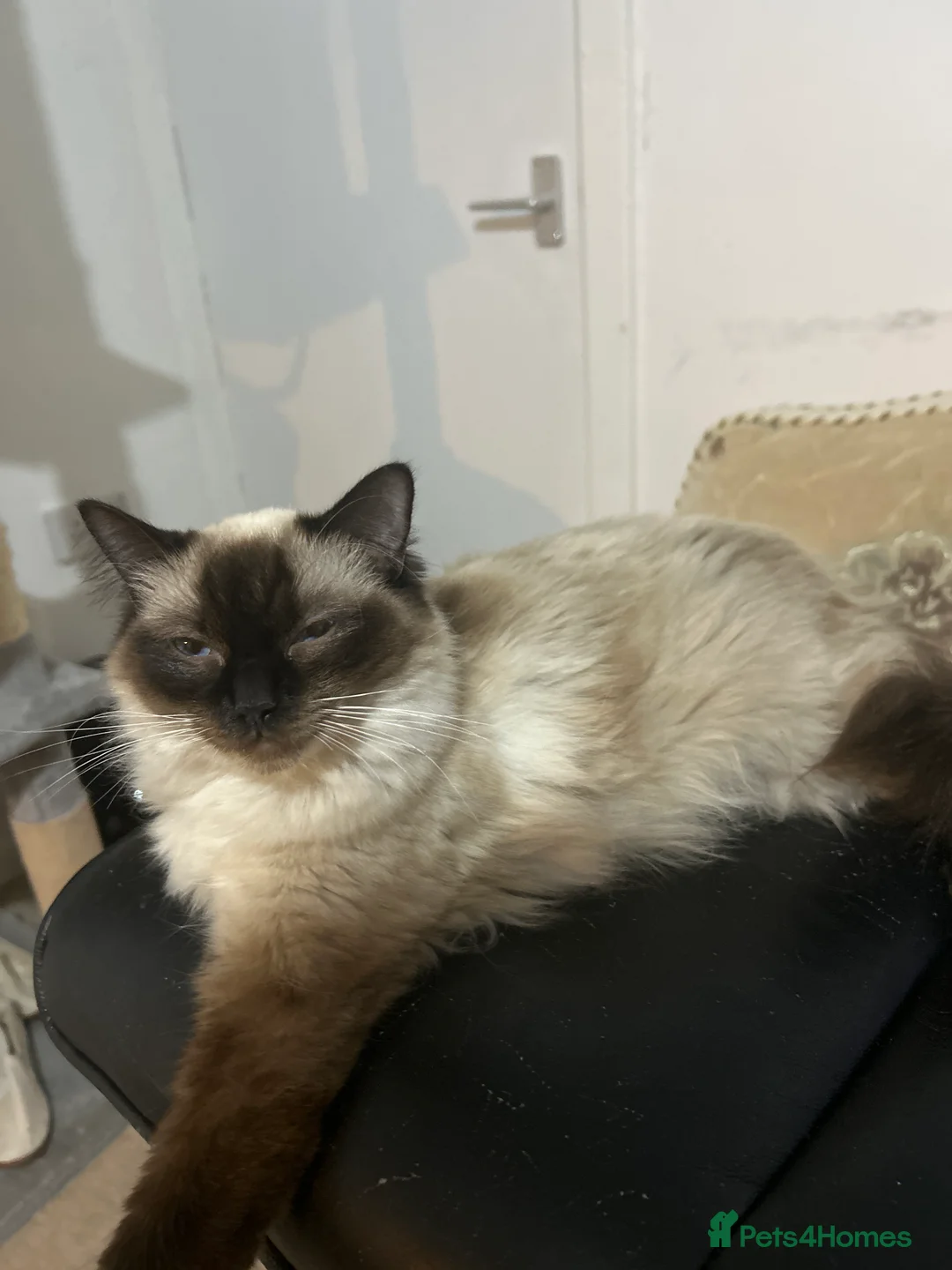 Ragdoll cats for sale: Regdoll - Advert 9