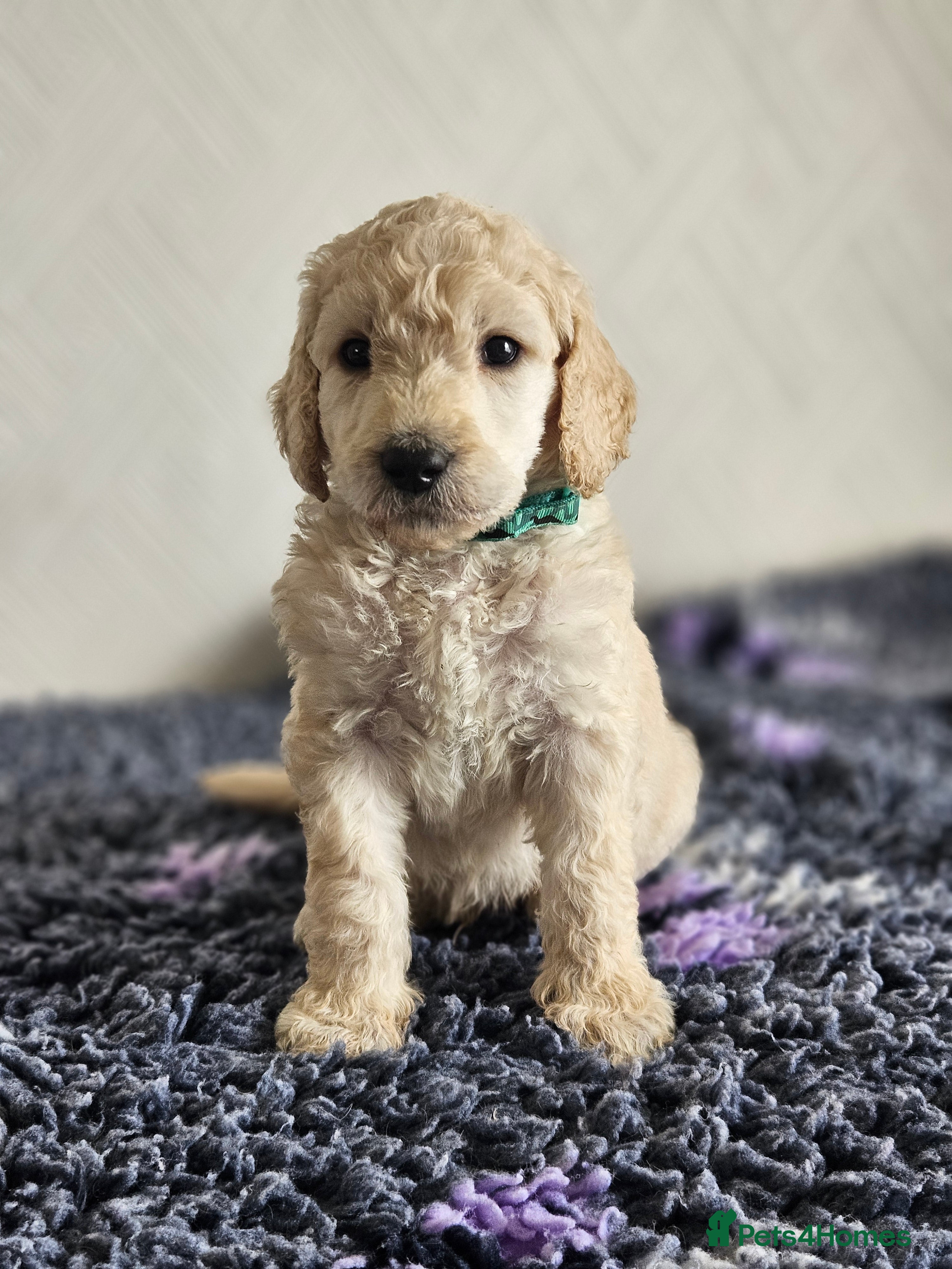 Standard Poodle dogs Kc Standard poodle boys  - Advert 2