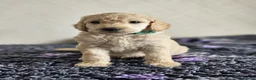 Standard Poodle dogs for sale: 💙Ready Now💙KC Registered Standard Poodle Boys 💙 - Advert 8