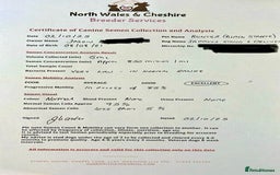 Staffordshire Bull Terrier dogs for stud: Phenomenal fertility- New Stud dog 2025 - Advert 20