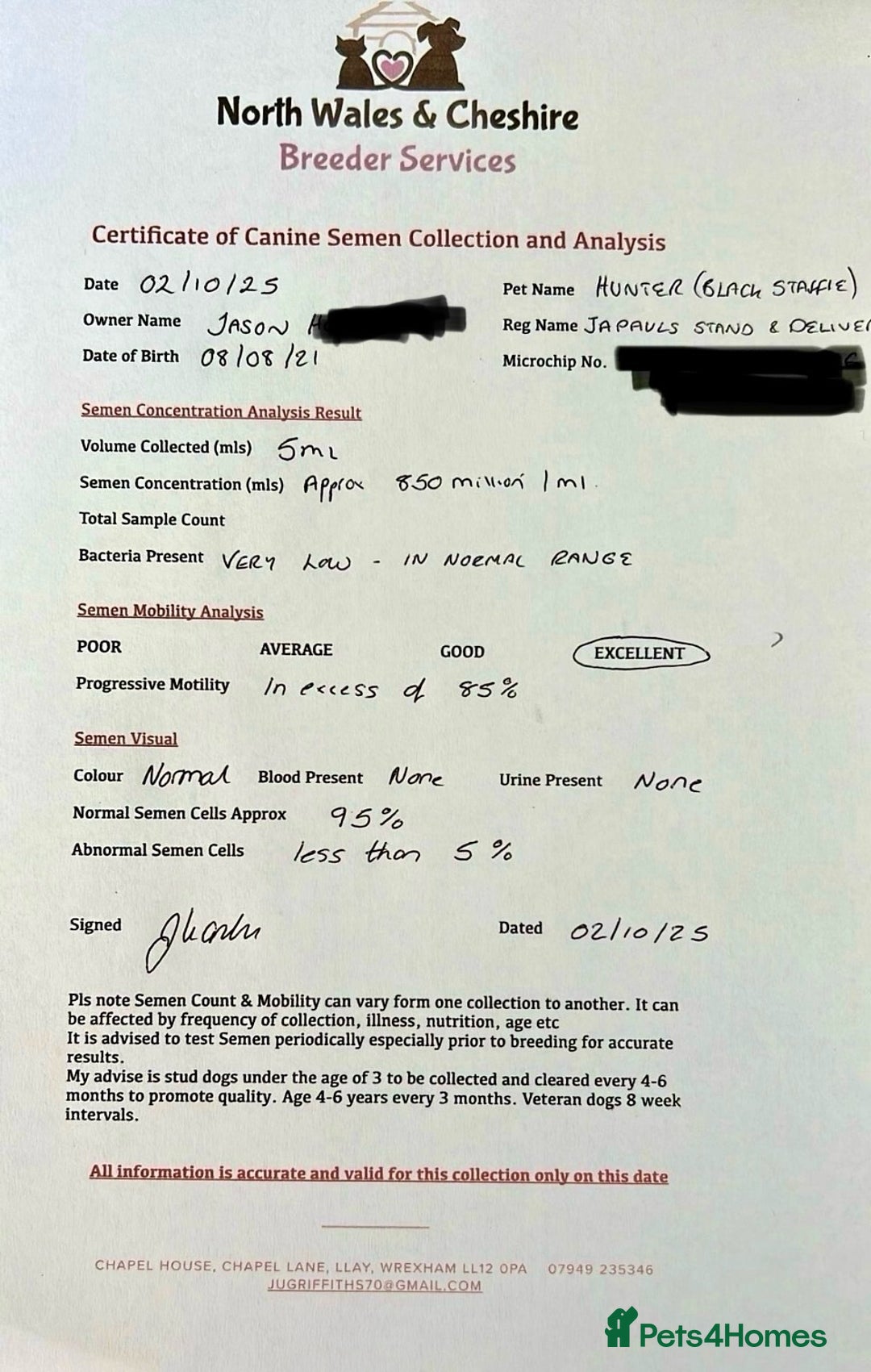 Staffordshire Bull Terrier dogs for stud: Phenomenal fertility- New Stud dog 2025 - Advert 20