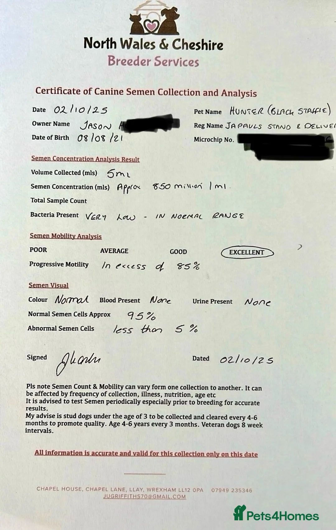 Staffordshire Bull Terrier dogs for stud: Phenomenal fertility- New Stud dog 2025 - Advert 16