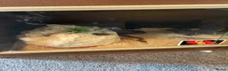 Corn Snake reptiles for sale: Female corn snake  - Advert 2