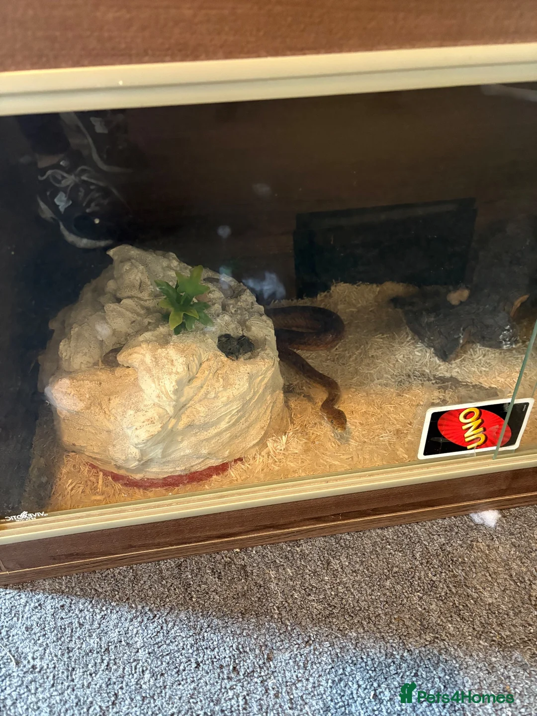 Corn Snake reptiles for sale: Female corn snake  - Advert 2