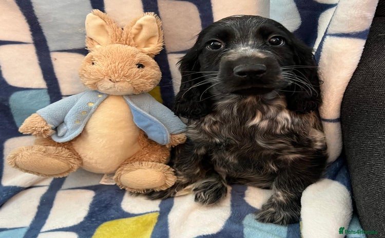Cocker Spaniel dogs - Advert 8