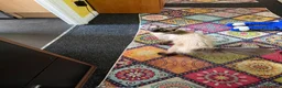 Ragdoll cats for sale: Female Ragdoll for sake - Advert 1