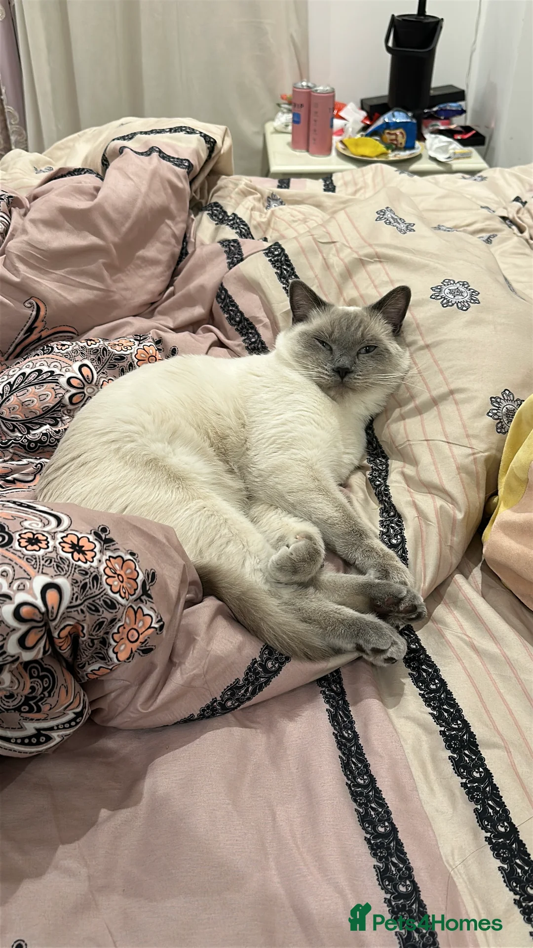 Mixed Breed cats for sale: Beautiful Ragdoll x BSH Kittens – 4 Available - Advert 10