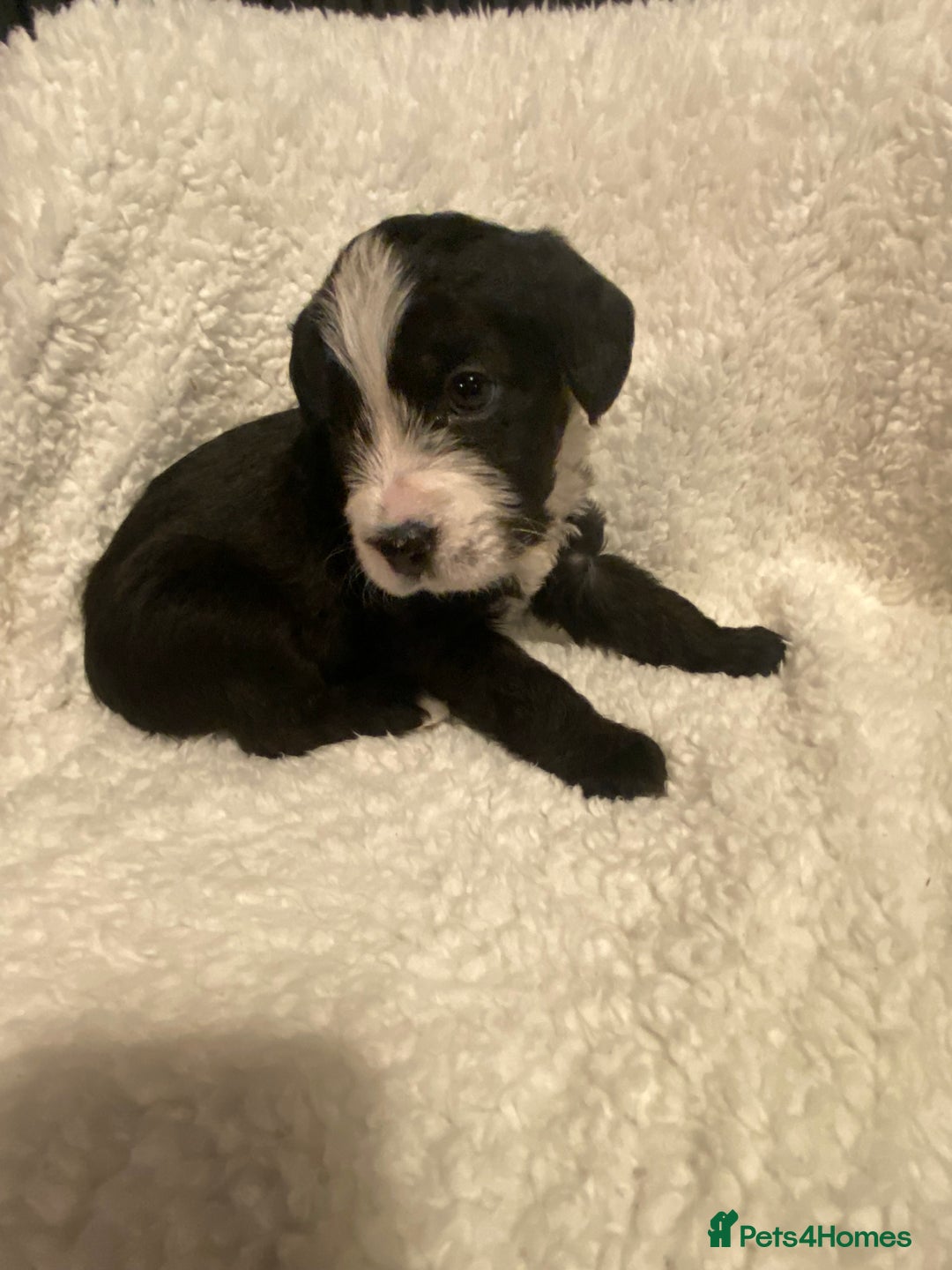 Mixed Breed dogs for sale: Staffypoos for sale - Image 13