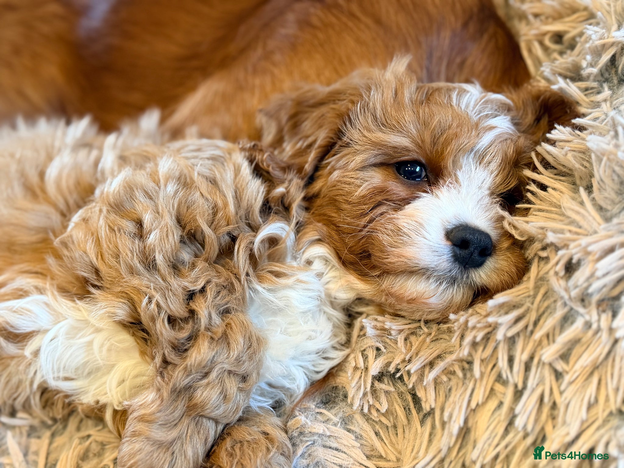 Cavapoo dogs Health Tested F1 Red Male Cavapoo Puppies - Advert 2
