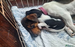 Jack Russell dogs for sale: Jack Russell Puppies - Image 3
