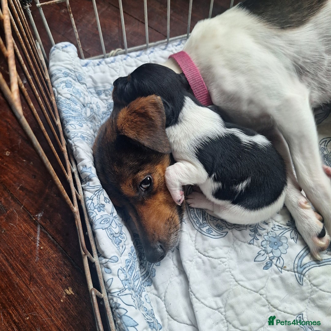 Jack Russell dogs for sale: Jack Russell Puppies - Image 3