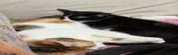 British Shorthair cats for sale: Beautiful tuxedo boy ready to go  - Advert 6