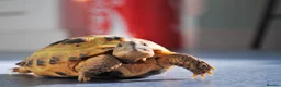 Tortoise reptiles for sale: Tortoise with set up and food - Advert 2