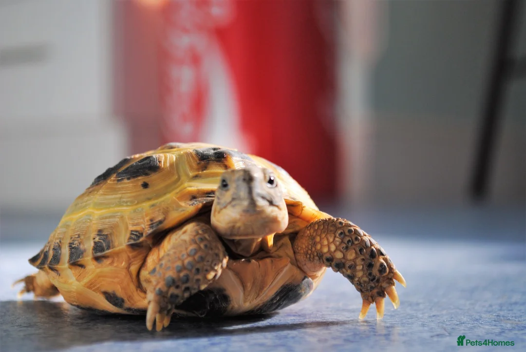 Tortoise reptiles for sale: Tortoise with set up and food - Advert 2