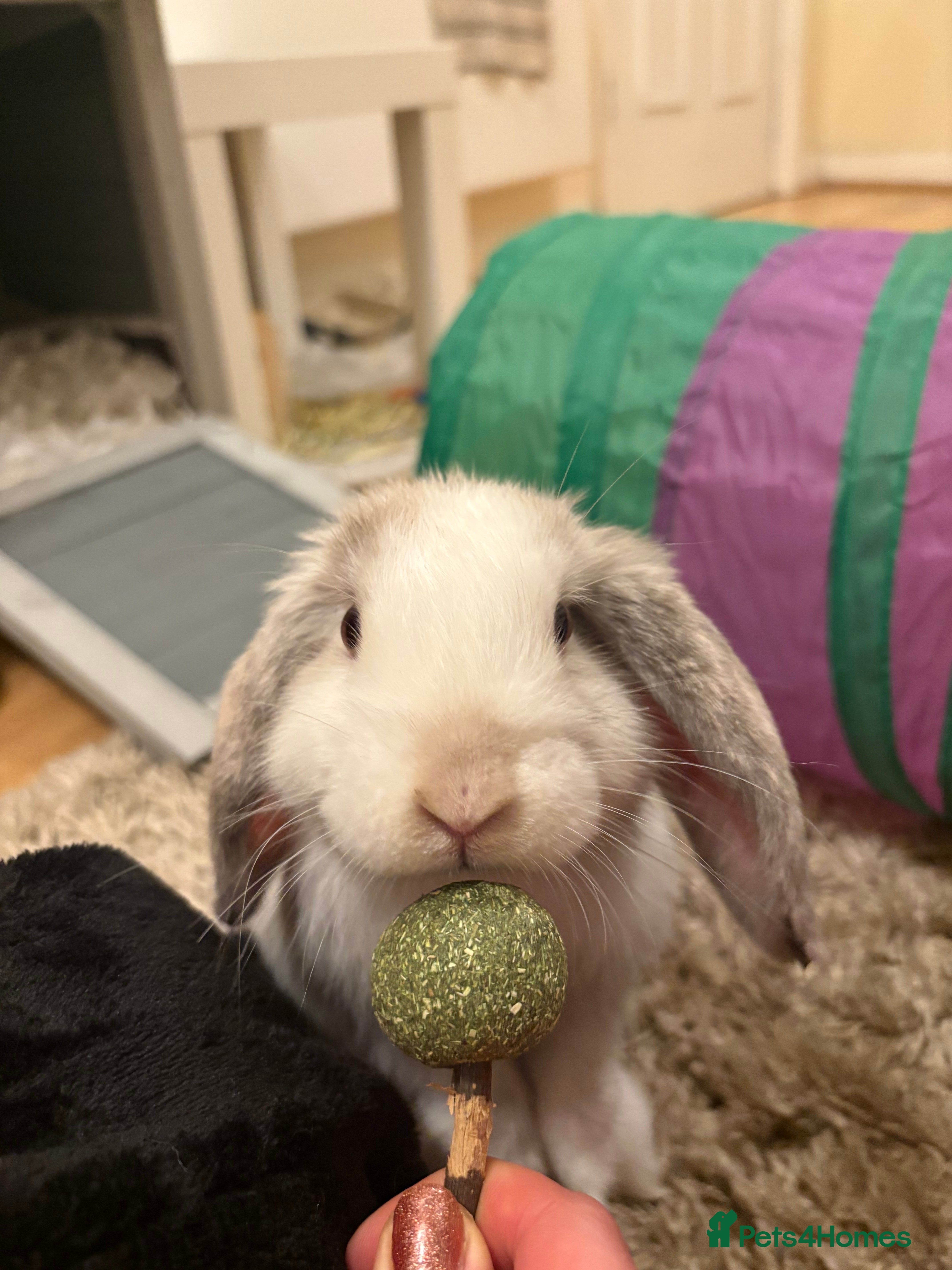Mini Lop rabbits Mini lop for sale  - Advert 7