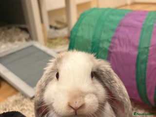 Mini Lop rabbits Mini lop for sale - Advert 1