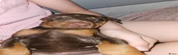 Dobermann dogs for sale: Dobermann puppies  in Maidstone - Advert 8