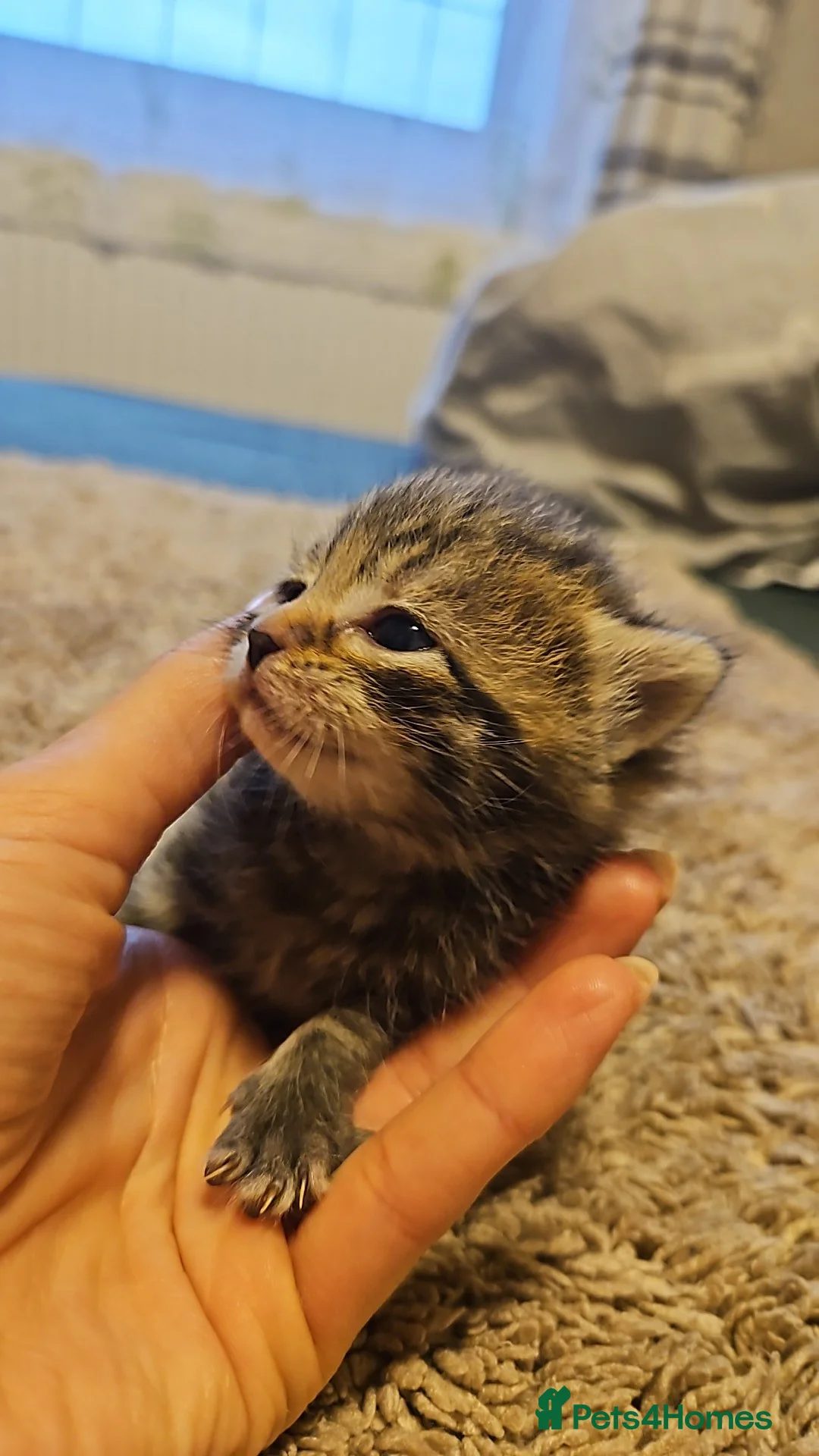 Mixed Breed cats for sale: Mixed breed bengal - Advert 1