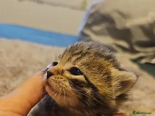 Mixed Breed cats Mixed breed bengal - Advert 1