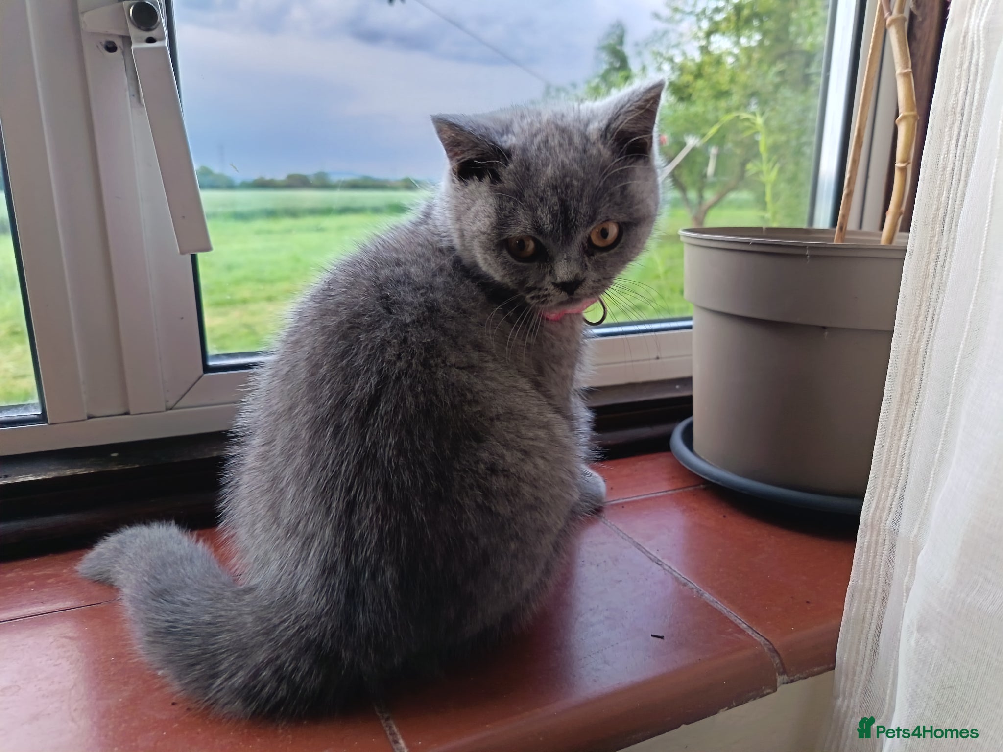 British Shorthair cats Ready to go. Gccf registered blue BSH kittens - Advert 5