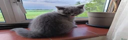 British Shorthair cats for sale: Ready to go. Gccf registered blue BSH kittens - Advert 1