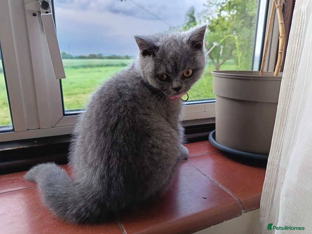 British Shorthair cats for sale: Ready to go. Gccf registered blue BSH kittens - Advert 1