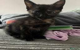 Mixed Breed cats for sale: 1 male 1 female kittens - Image 9